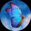 oliver_wendell